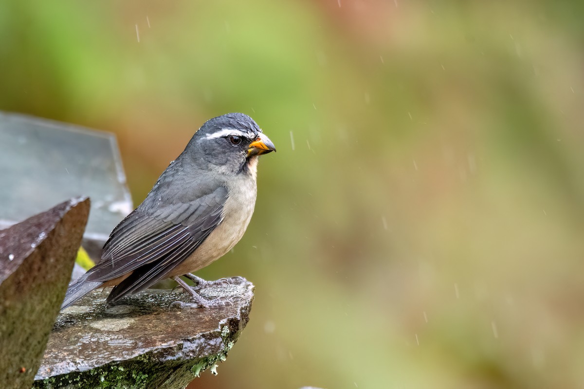 Thick-billed Saltator - ML642217913