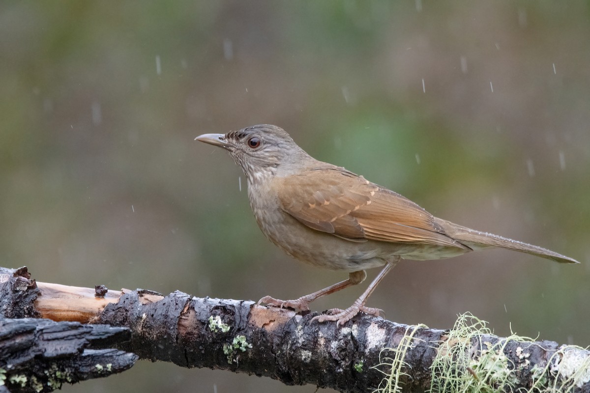 Pale-breasted Thrush - ML642217935