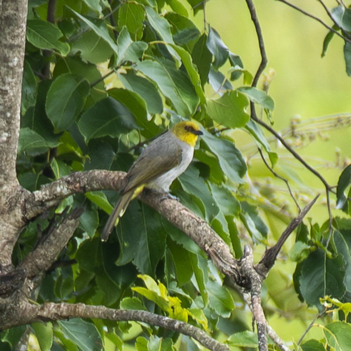 Yellow-throated Bulbul - ML642217938