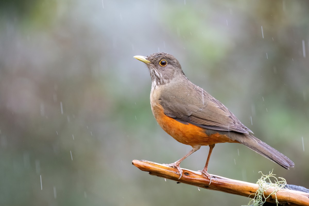 Rufous-bellied Thrush - ML642217951