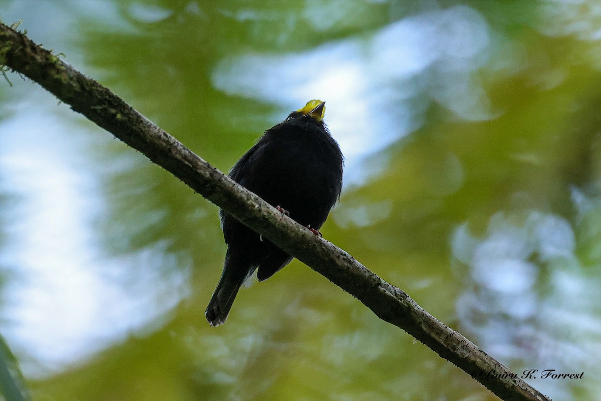 Golden-winged Manakin - ML642217953