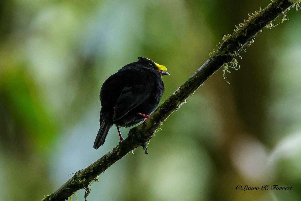 Golden-winged Manakin - ML642217954