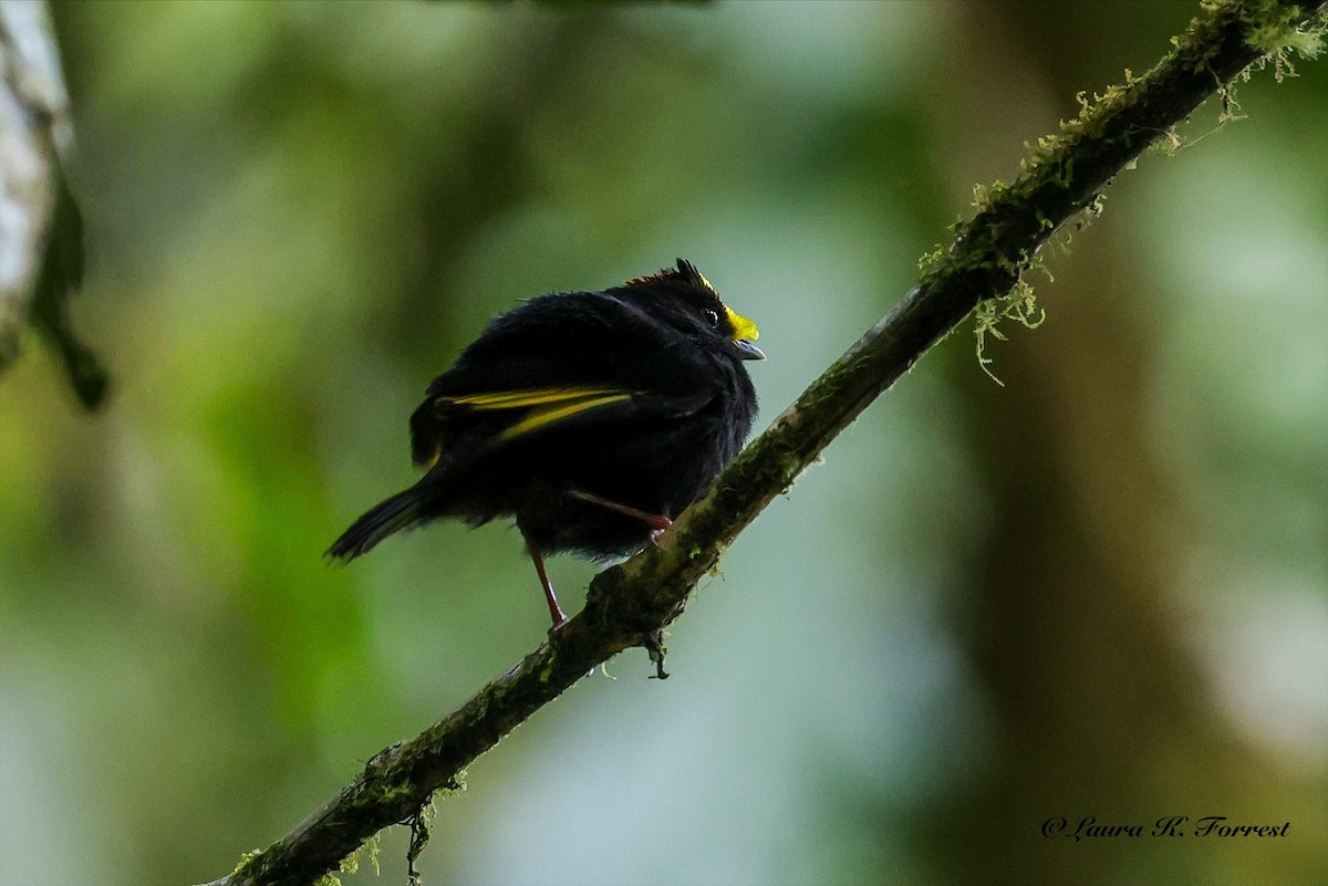 Golden-winged Manakin - ML642217955