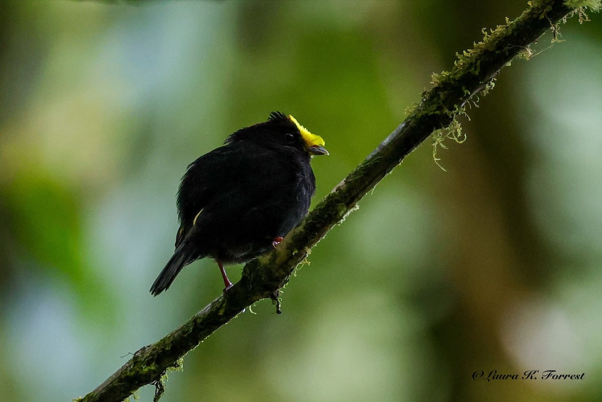 Golden-winged Manakin - ML642217956