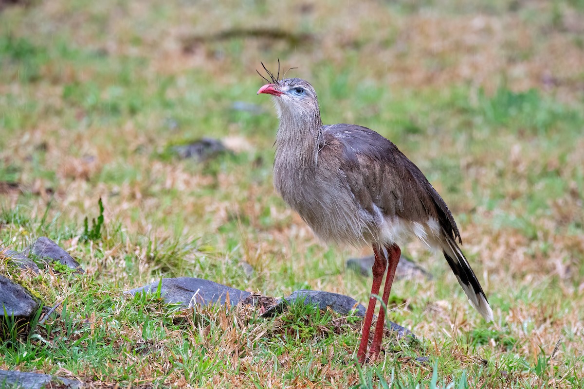Red-legged Seriema - ML642217958