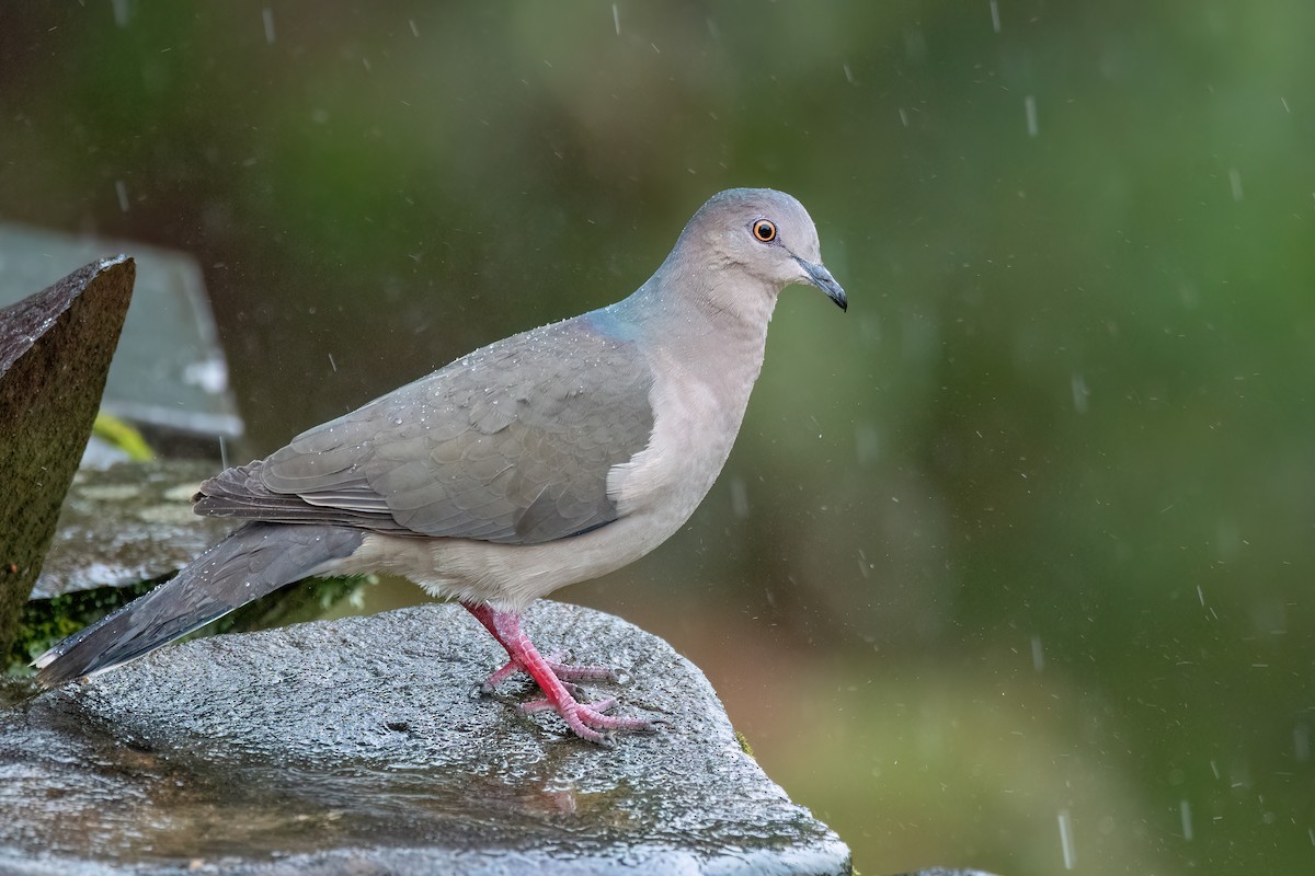 White-tipped Dove - ML642217960