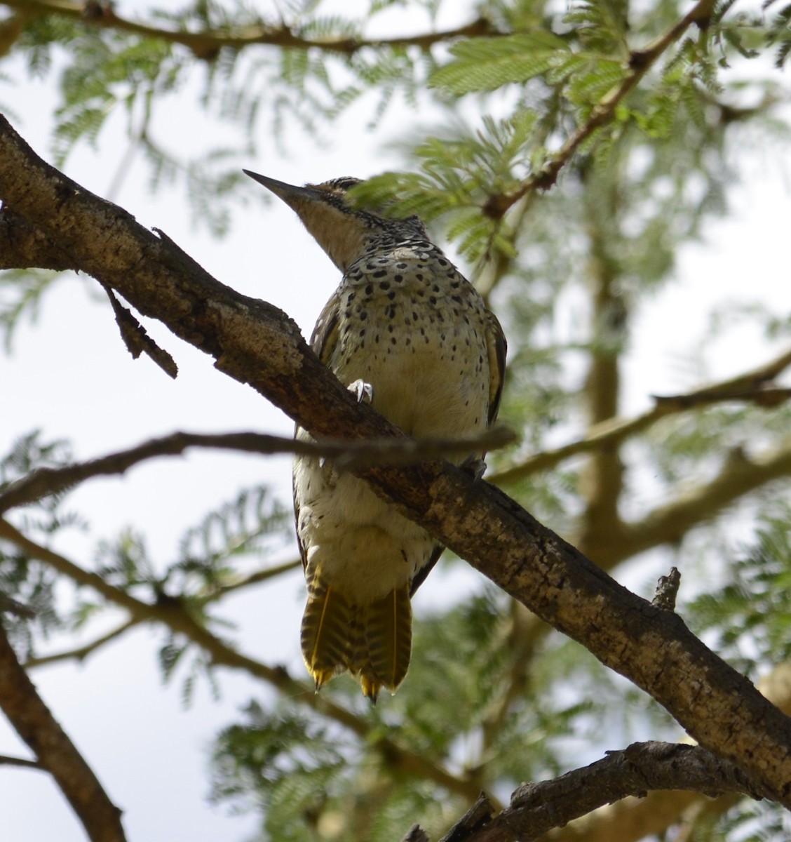 Nubian Woodpecker - ML642217961