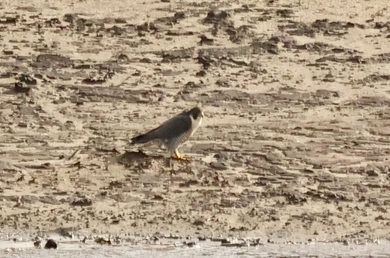 Peregrine Falcon (Eurasian) - ML642217962