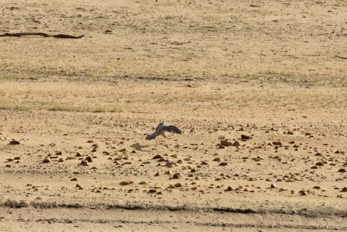 Peregrine Falcon (Eurasian) - ML642217963