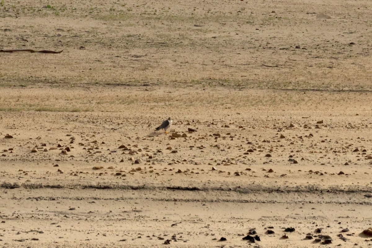 Peregrine Falcon (Eurasian) - ML642217964