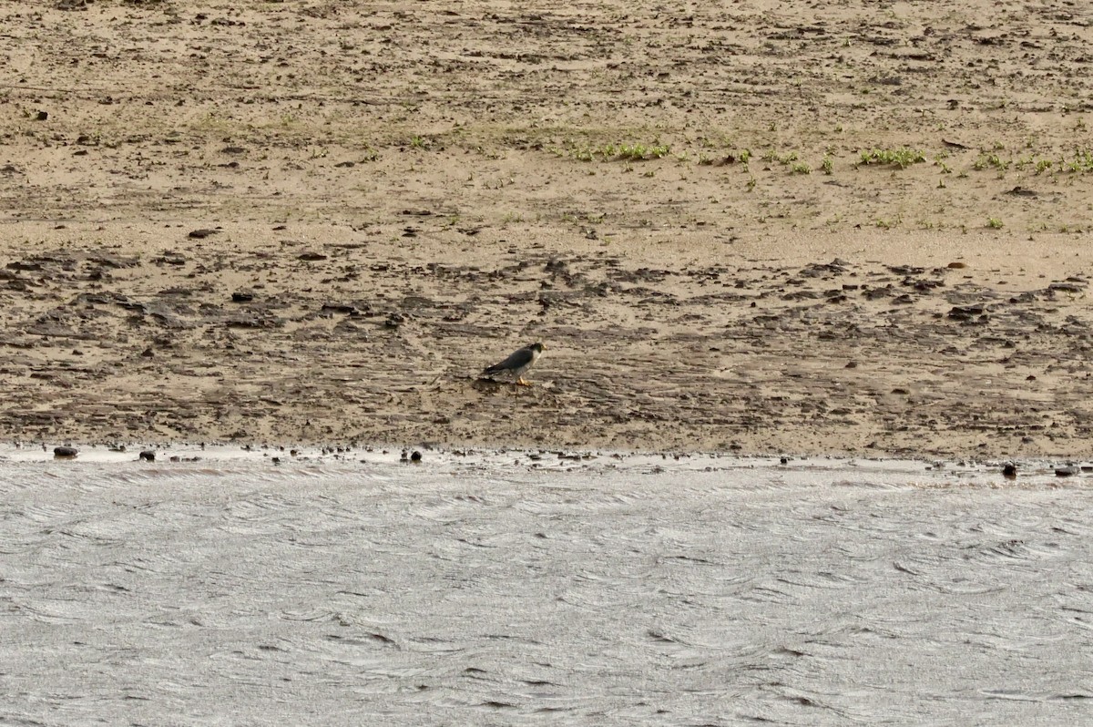 Peregrine Falcon (Eurasian) - ML642217965