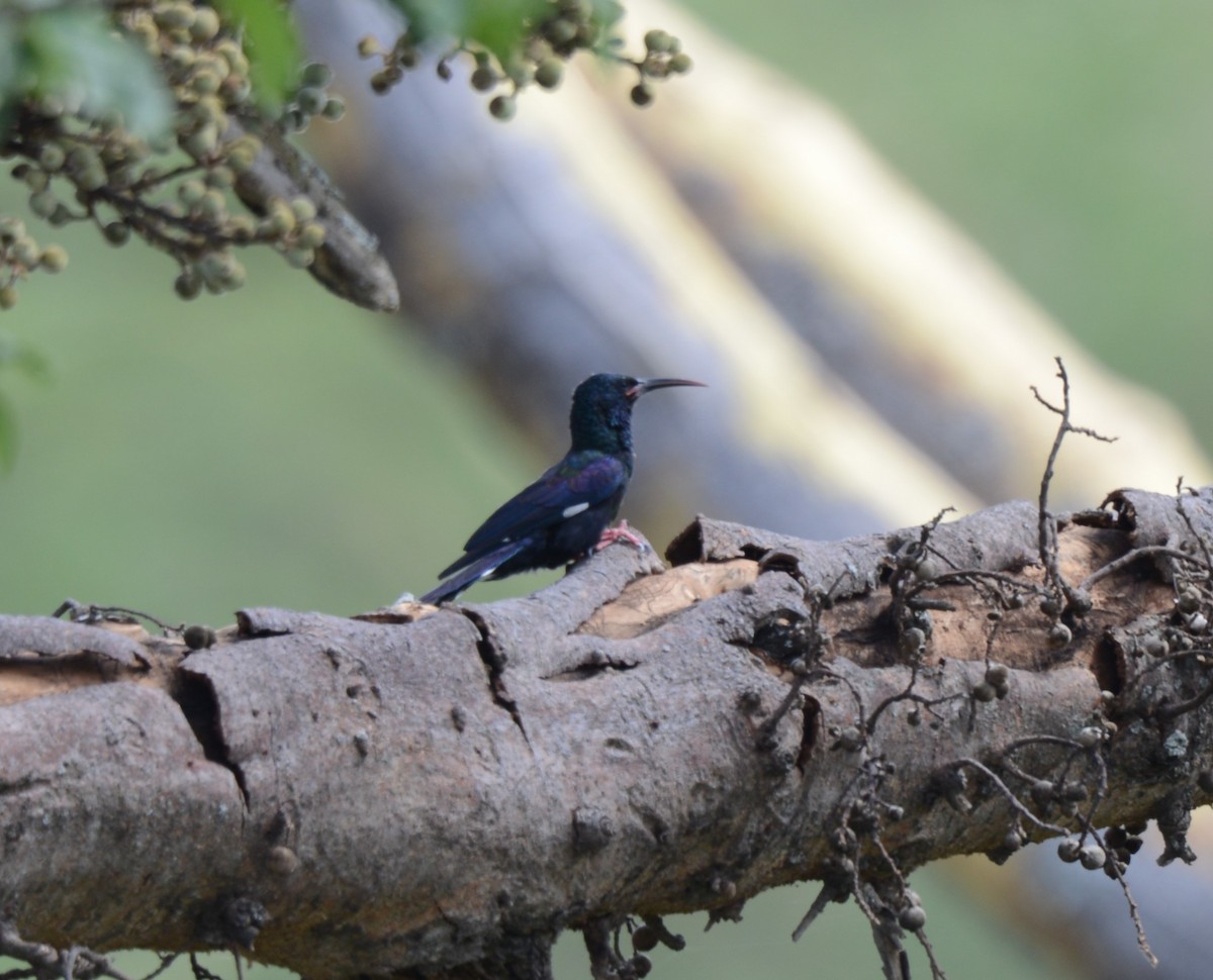 Violet Woodhoopoe - ML642218003