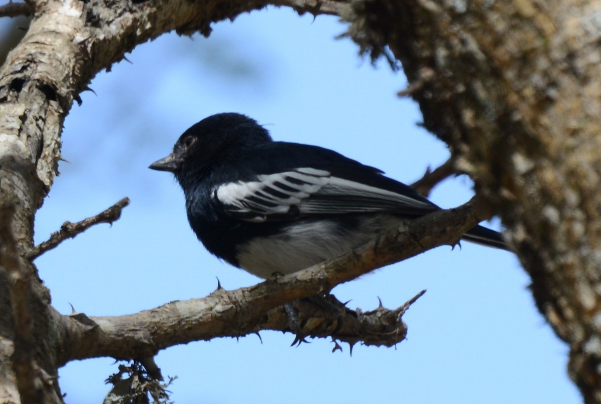 White-bellied Tit - ML642218012