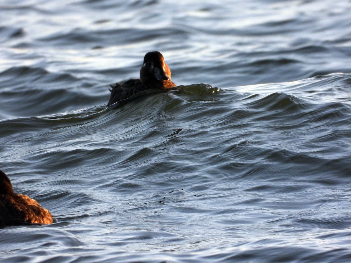 Surf Scoter - ML642218035