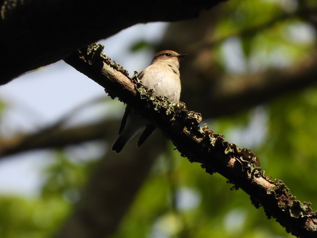 Semicollared Flycatcher - ML642218046