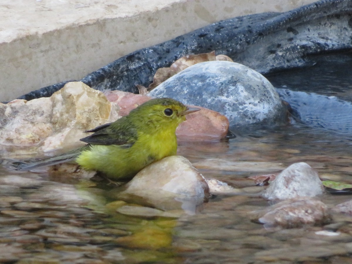 Wilson's Warbler - Paul Sellin