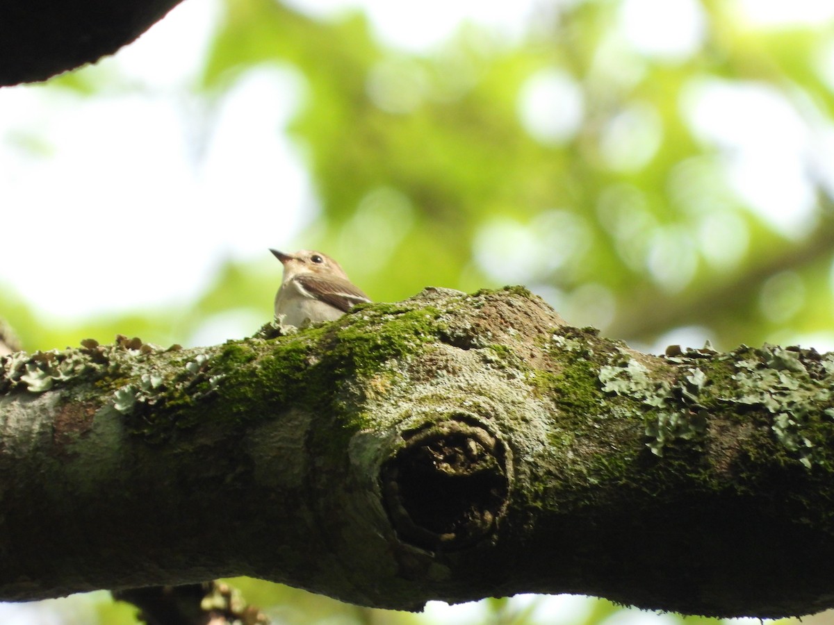 Semicollared Flycatcher - ML642218062