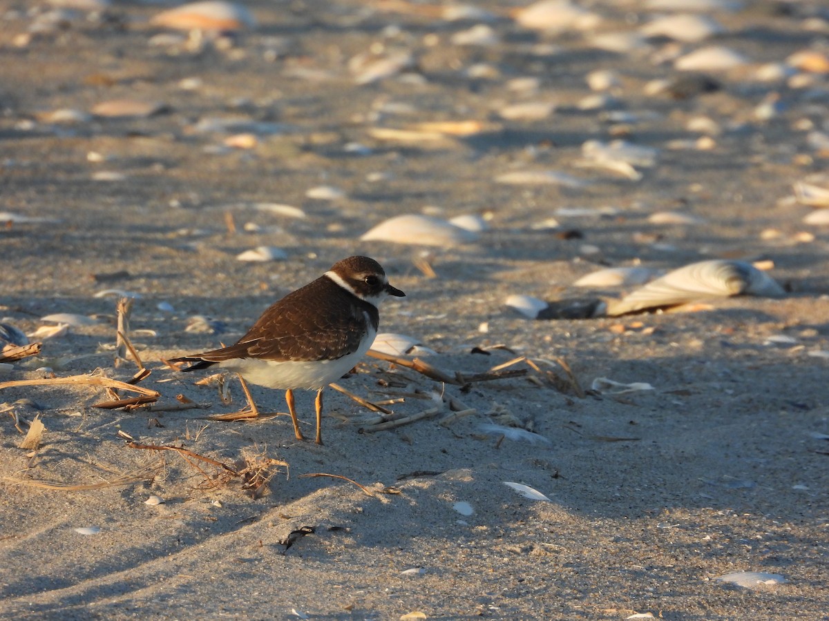 Semipalmated Plover - ML642218066