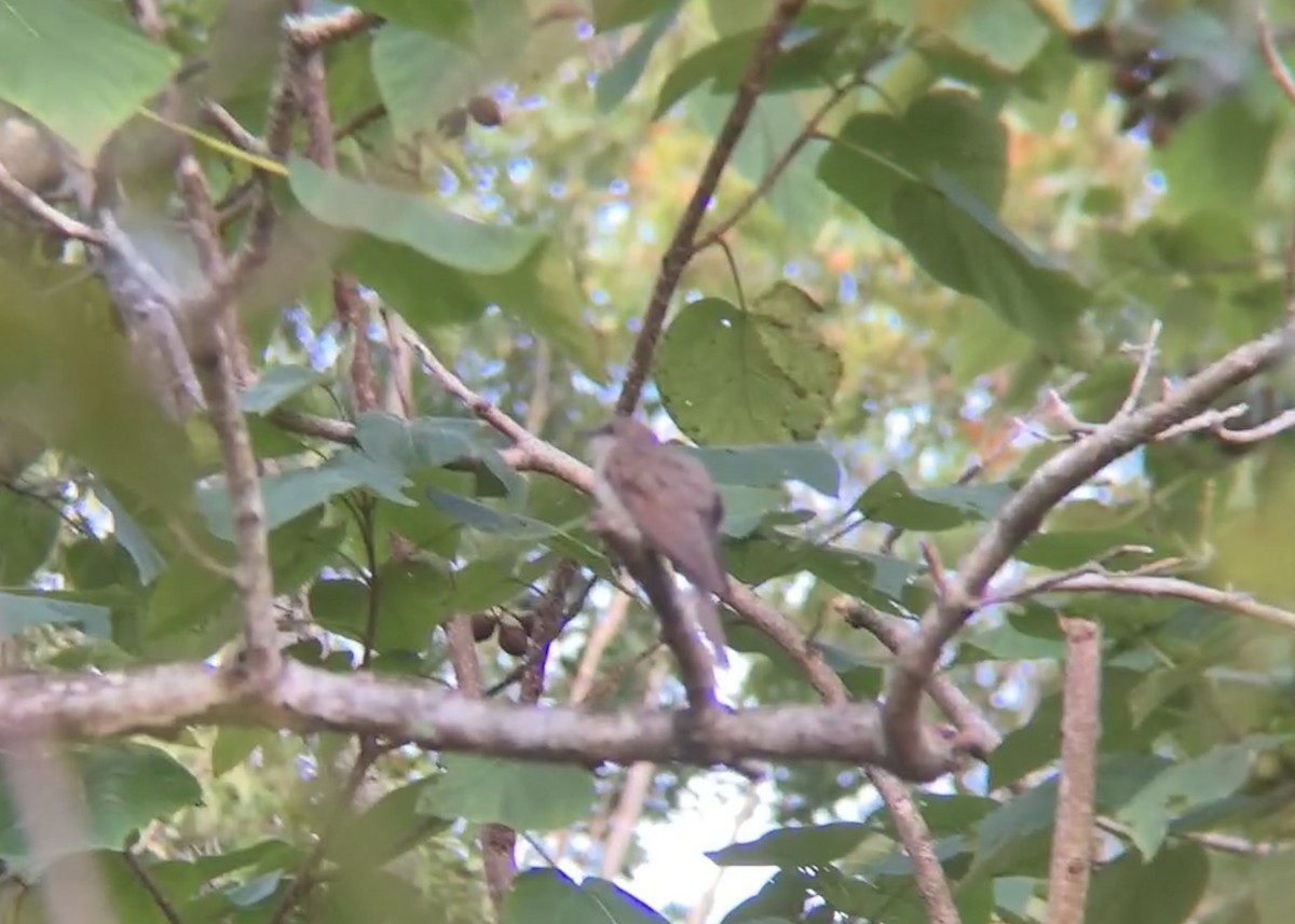 Black-billed Cuckoo - ML642218073