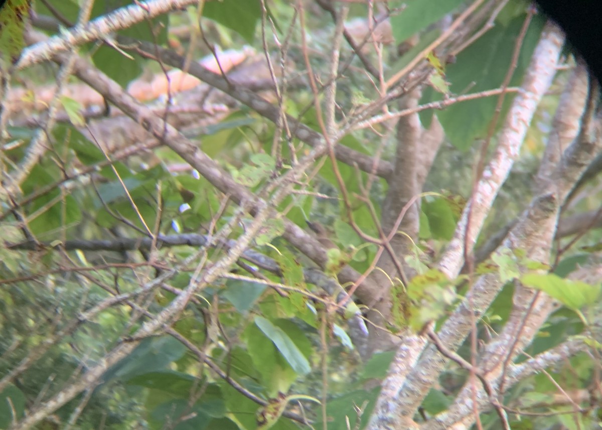 Black-billed Cuckoo - ML642218074