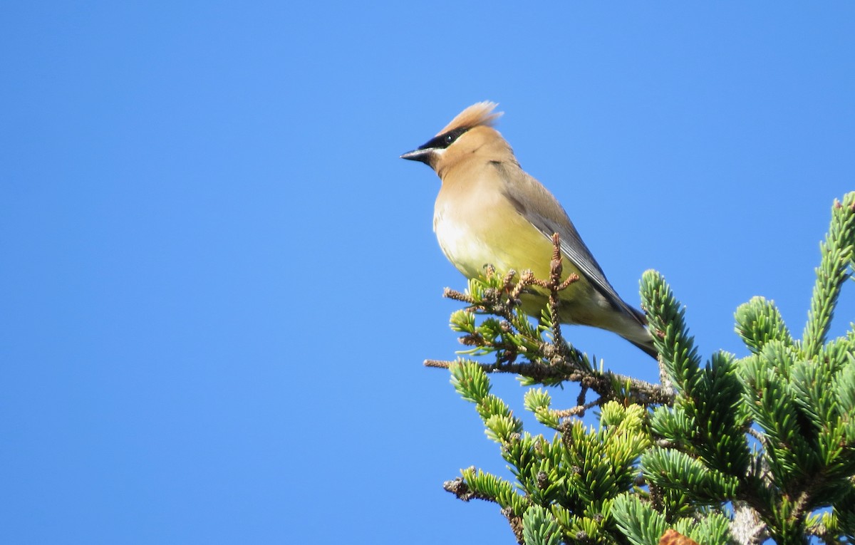 Cedar Waxwing - ML642218082