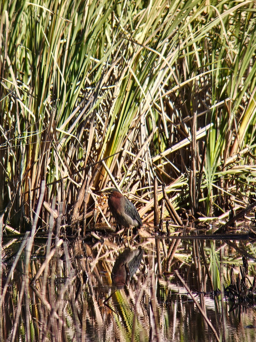 Green Heron - ML642218083