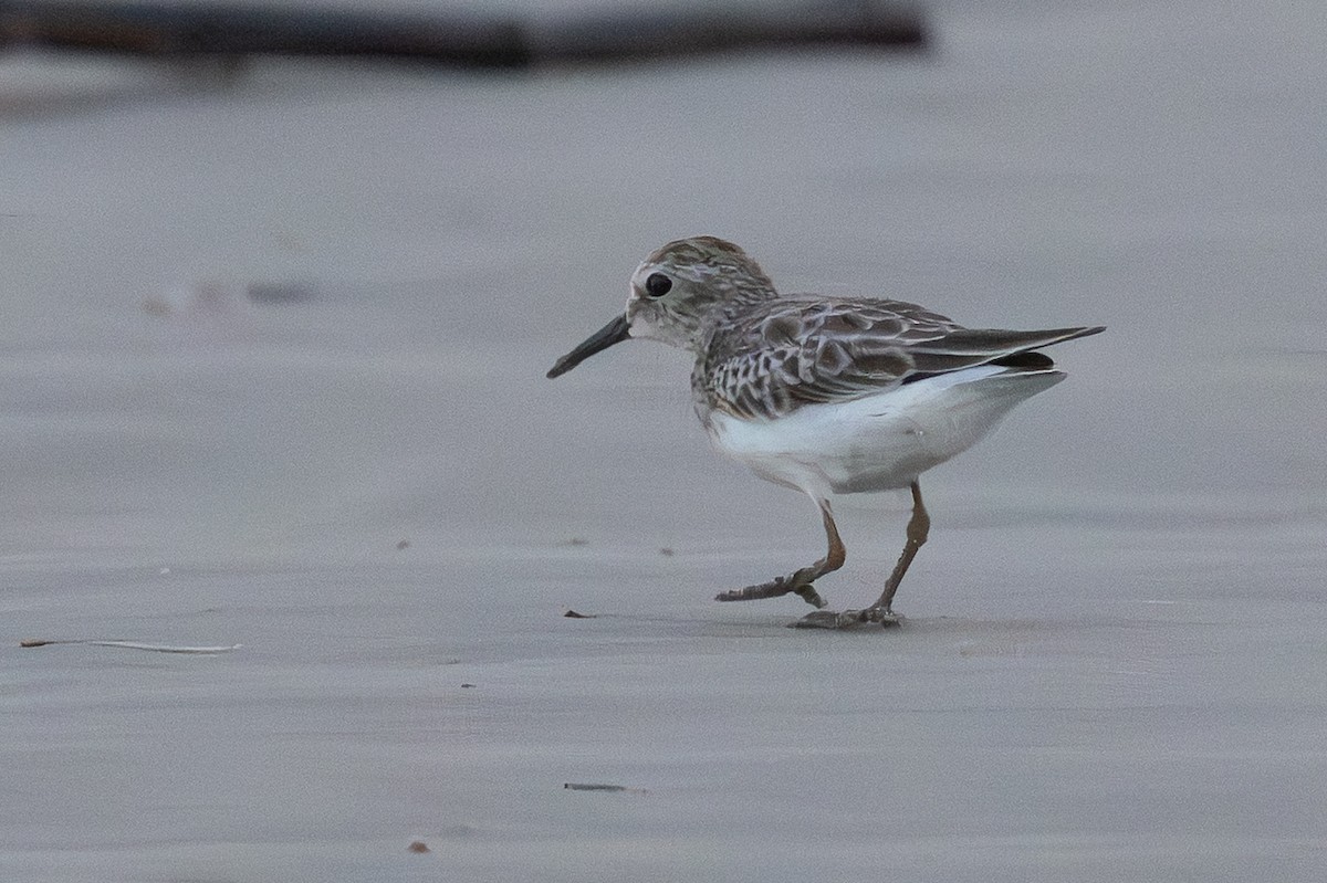 Least Sandpiper - ML642218093