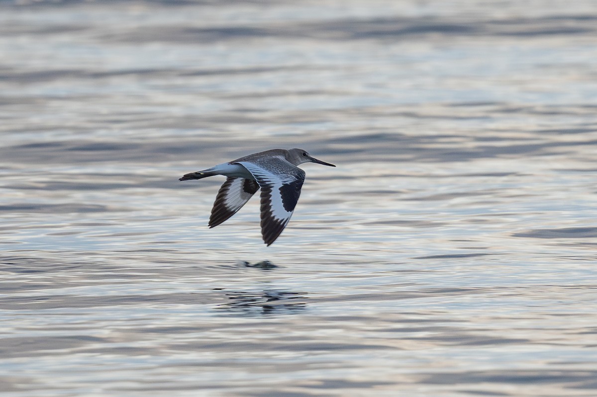 Willet - ML642218101