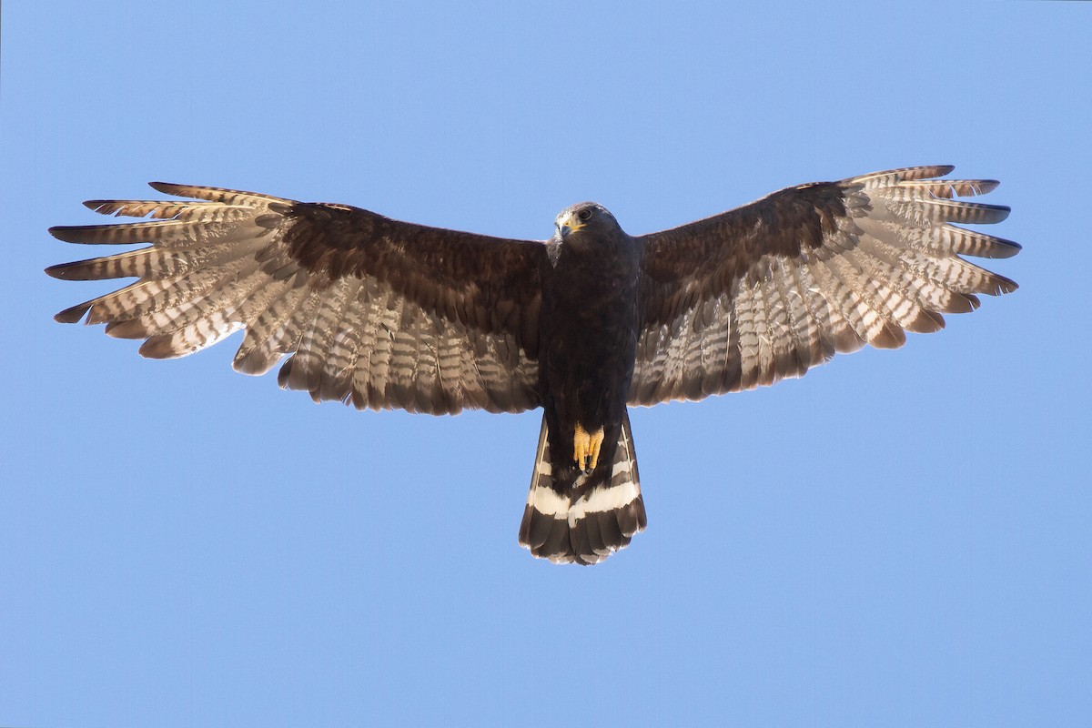 Zone-tailed Hawk - ML642218103