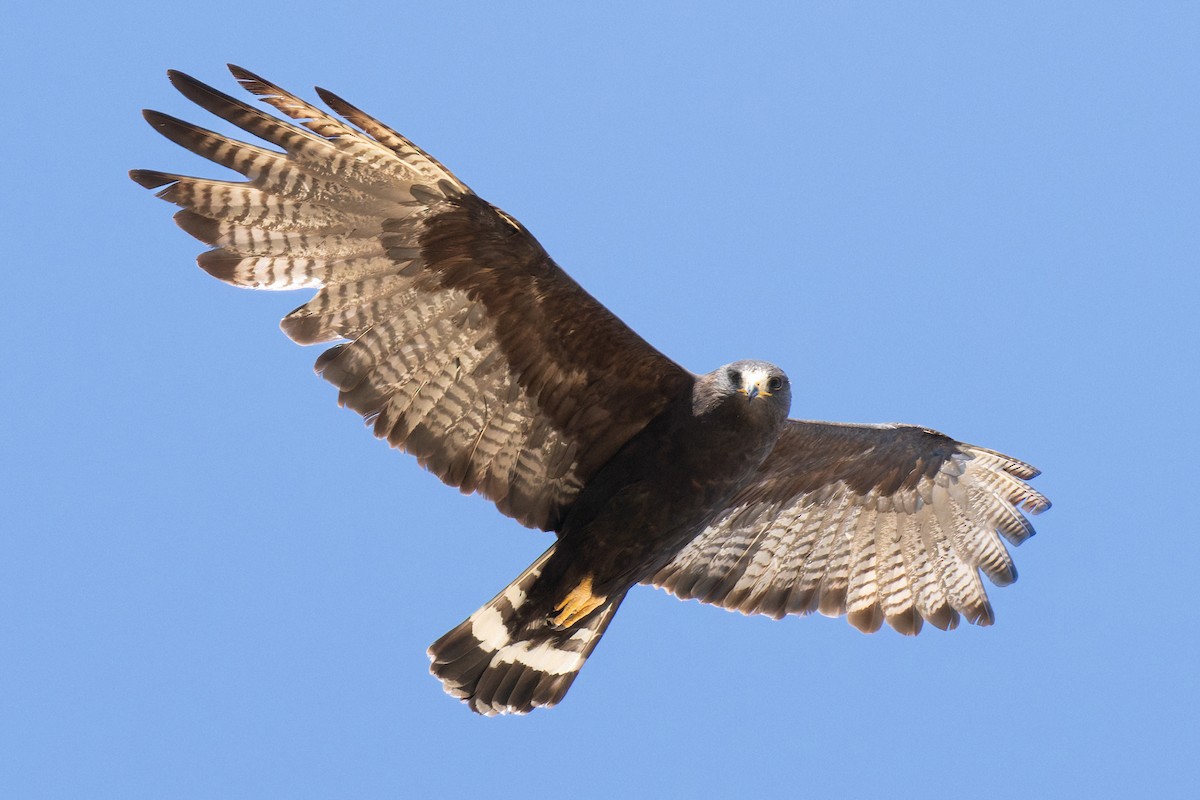 Zone-tailed Hawk - ML642218104