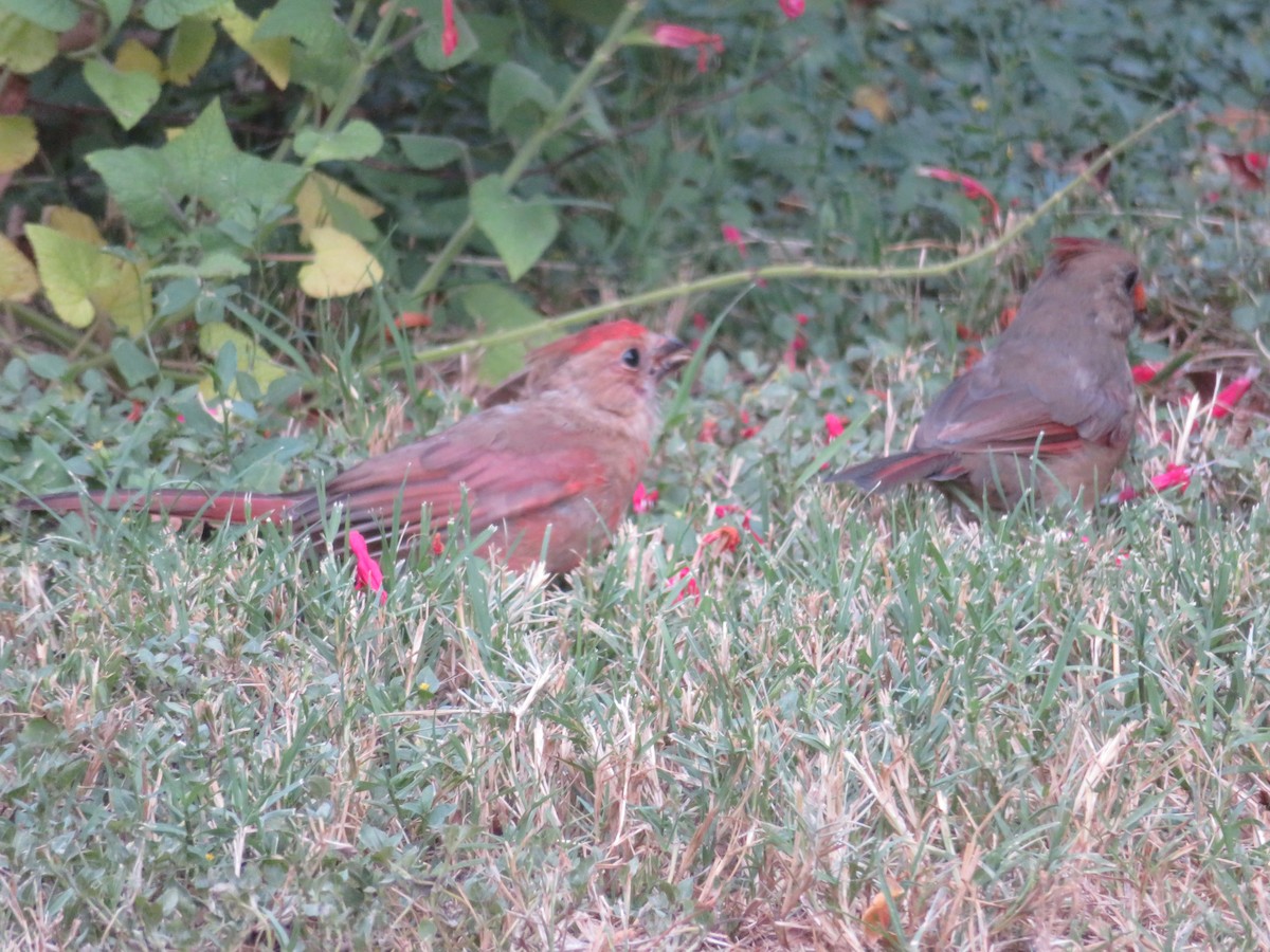 Northern Cardinal - ML642218108