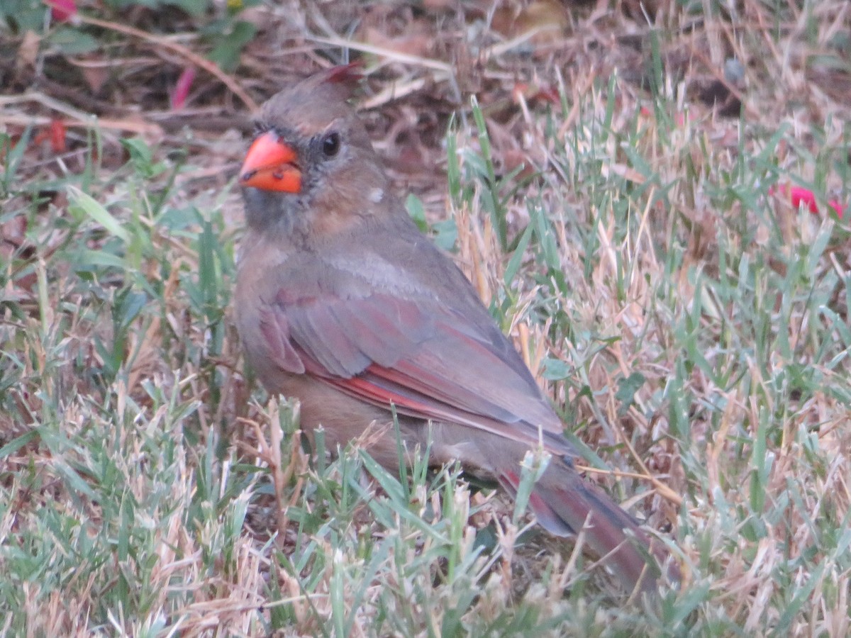 Northern Cardinal - ML642218112