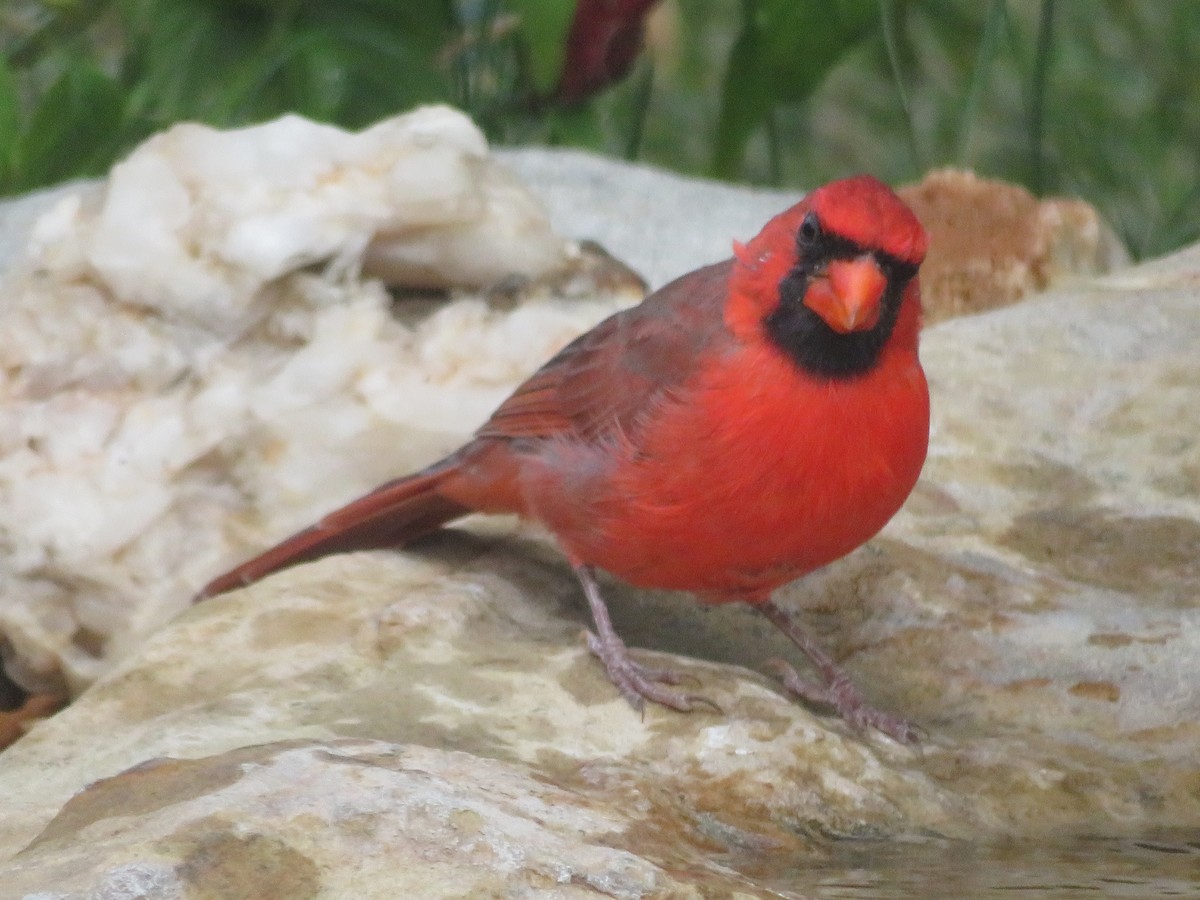 Northern Cardinal - ML642218118