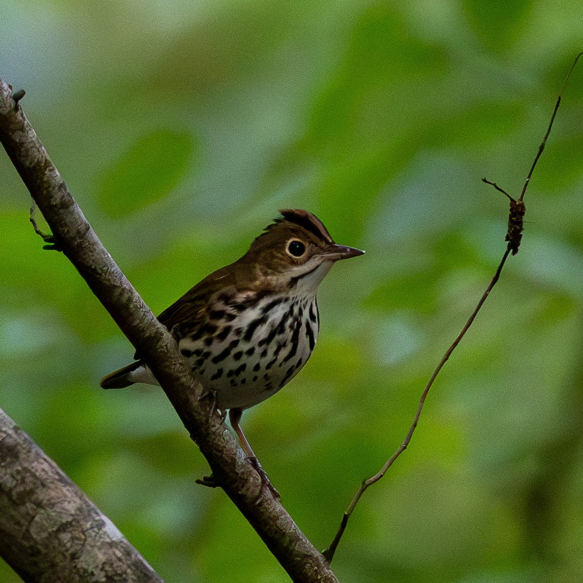 Ovenbird - ML642218128