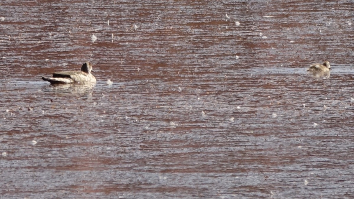 Crested Duck - ML642218147