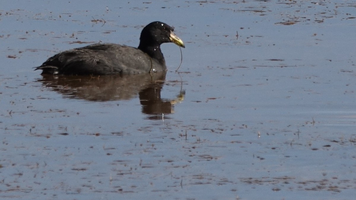 Horned Coot - ML642218157