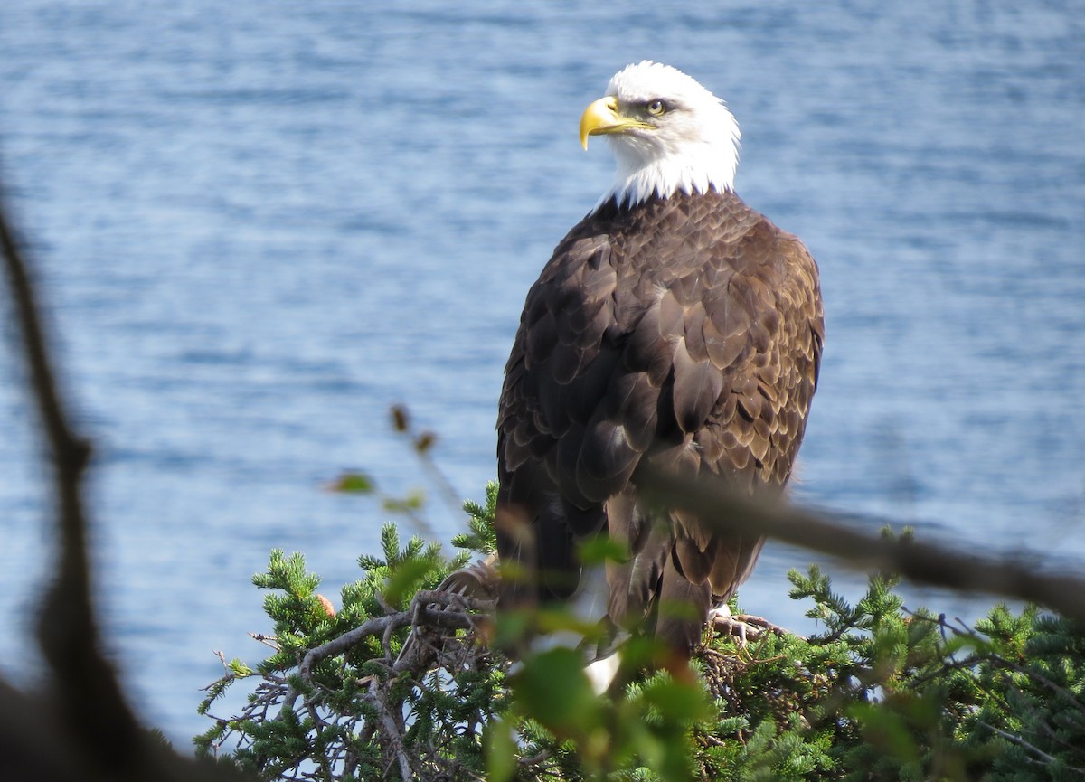Bald Eagle - ML642218162