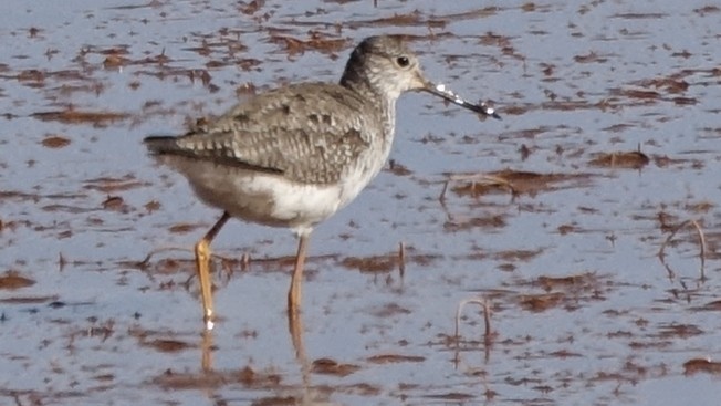 Greater Yellowlegs - ML642218167