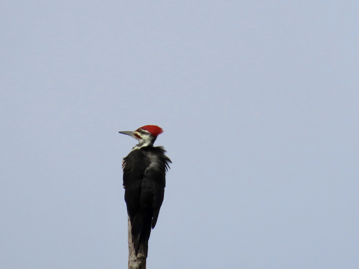 Pileated Woodpecker - ML642218173