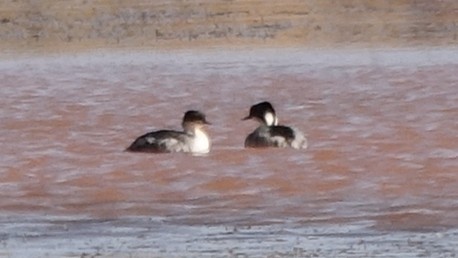 Silvery Grebe - ML642218174