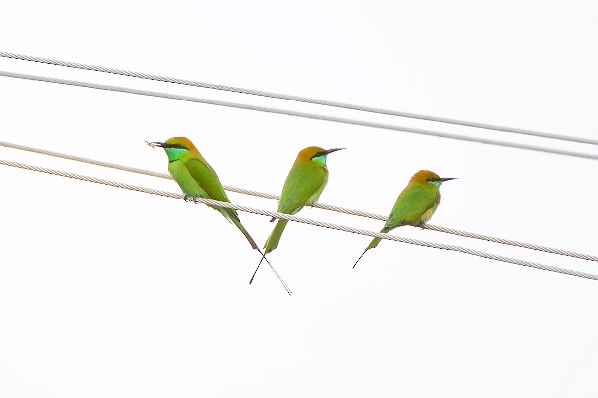 Asian Green Bee-eater - ML642218182