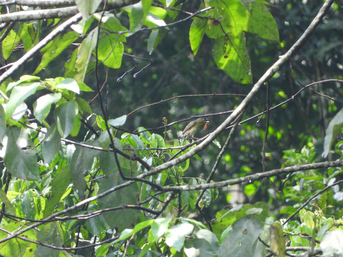 Weyns's Weaver - ML642218193