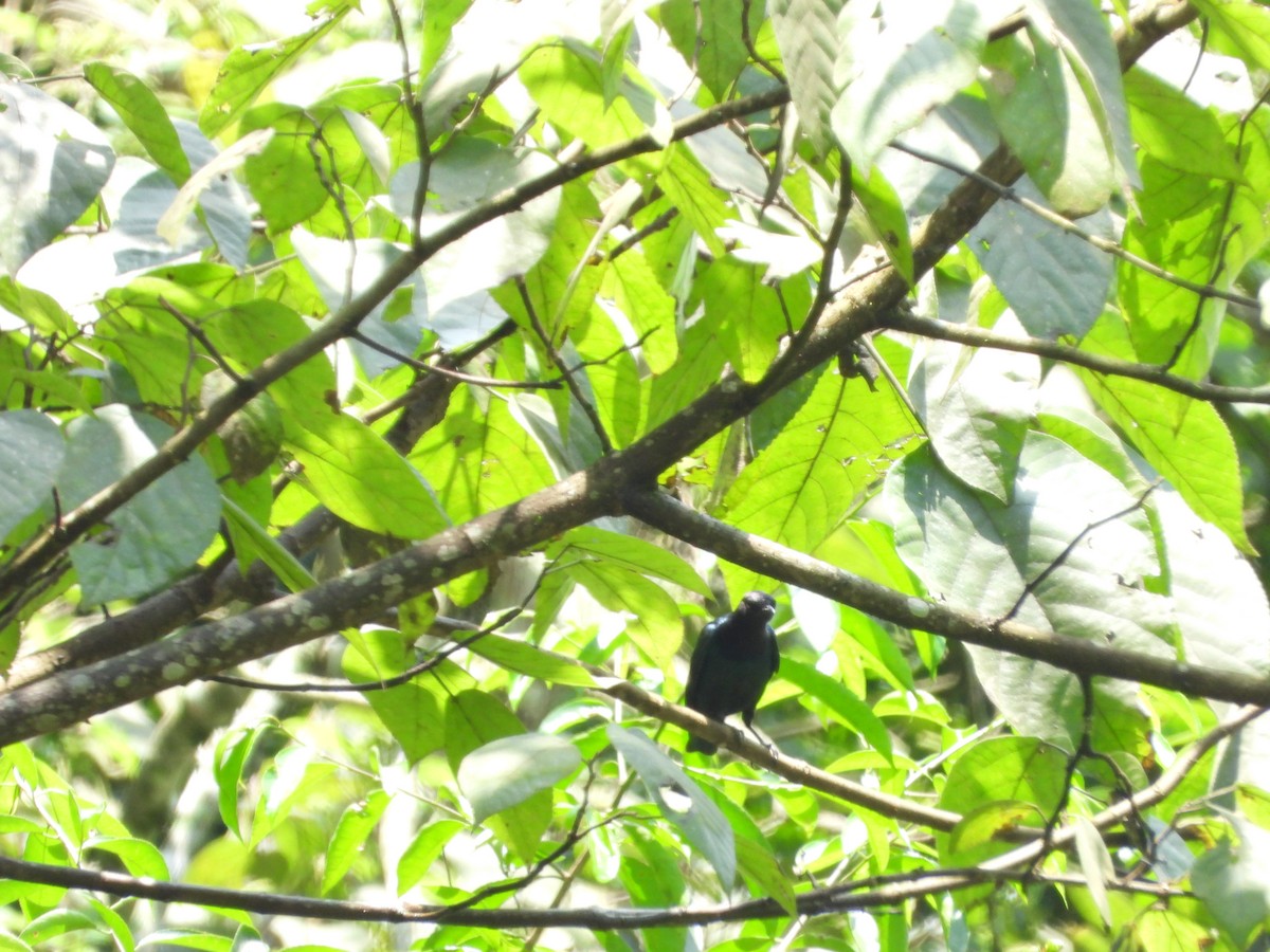 Purple-headed Starling - ML642218197