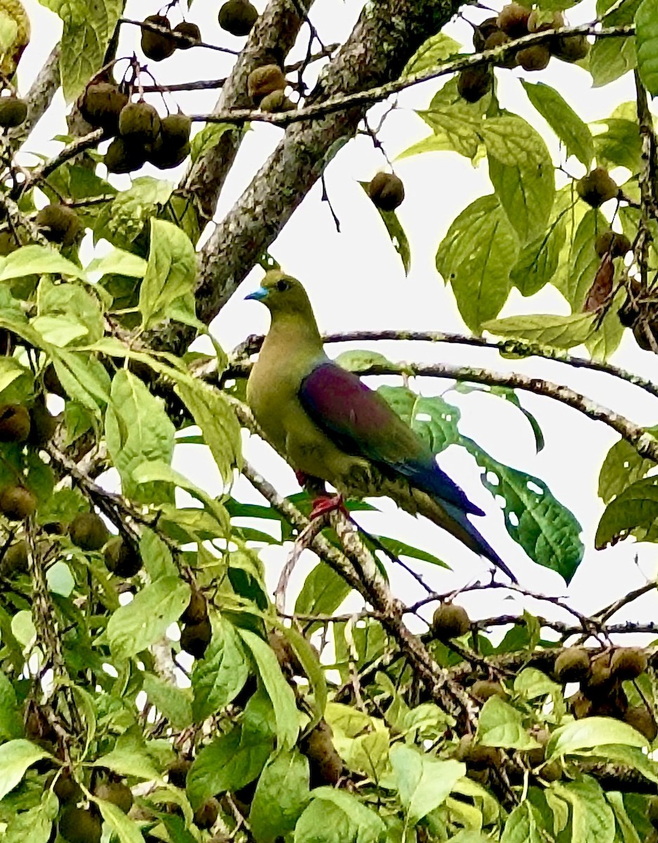 Wedge-tailed Green-Pigeon - ML642218199