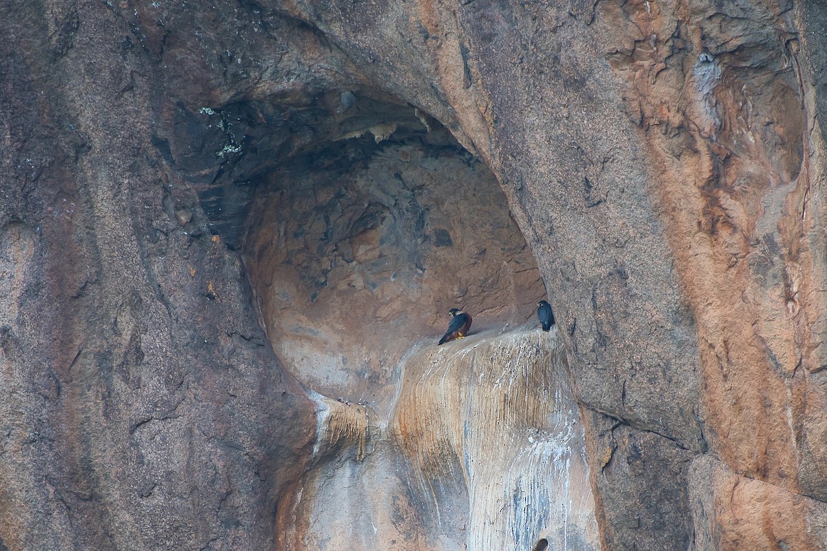 Peregrine Falcon (Shaheen) - ML642218202
