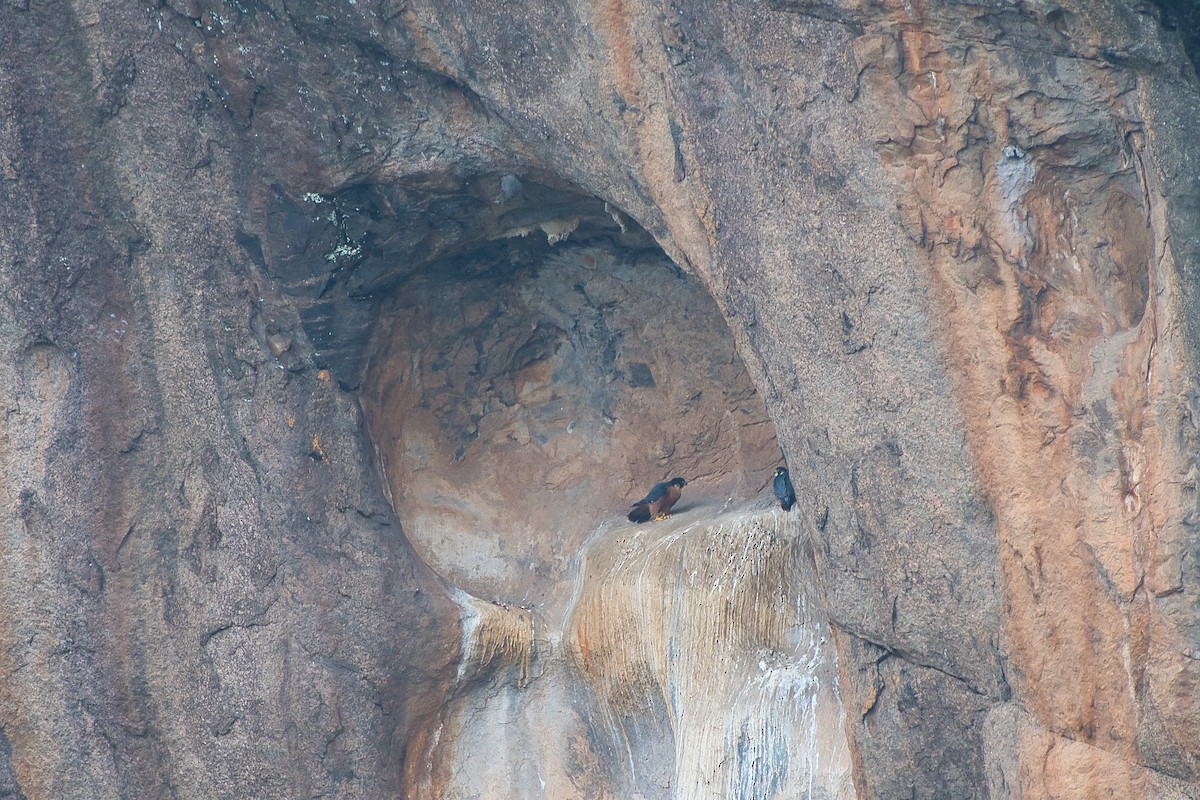 Peregrine Falcon (Shaheen) - ML642218203