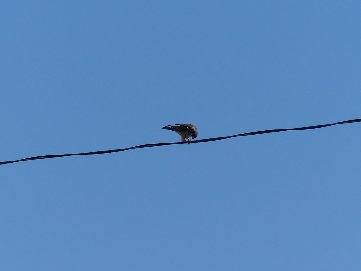 American Kestrel - ML642218213
