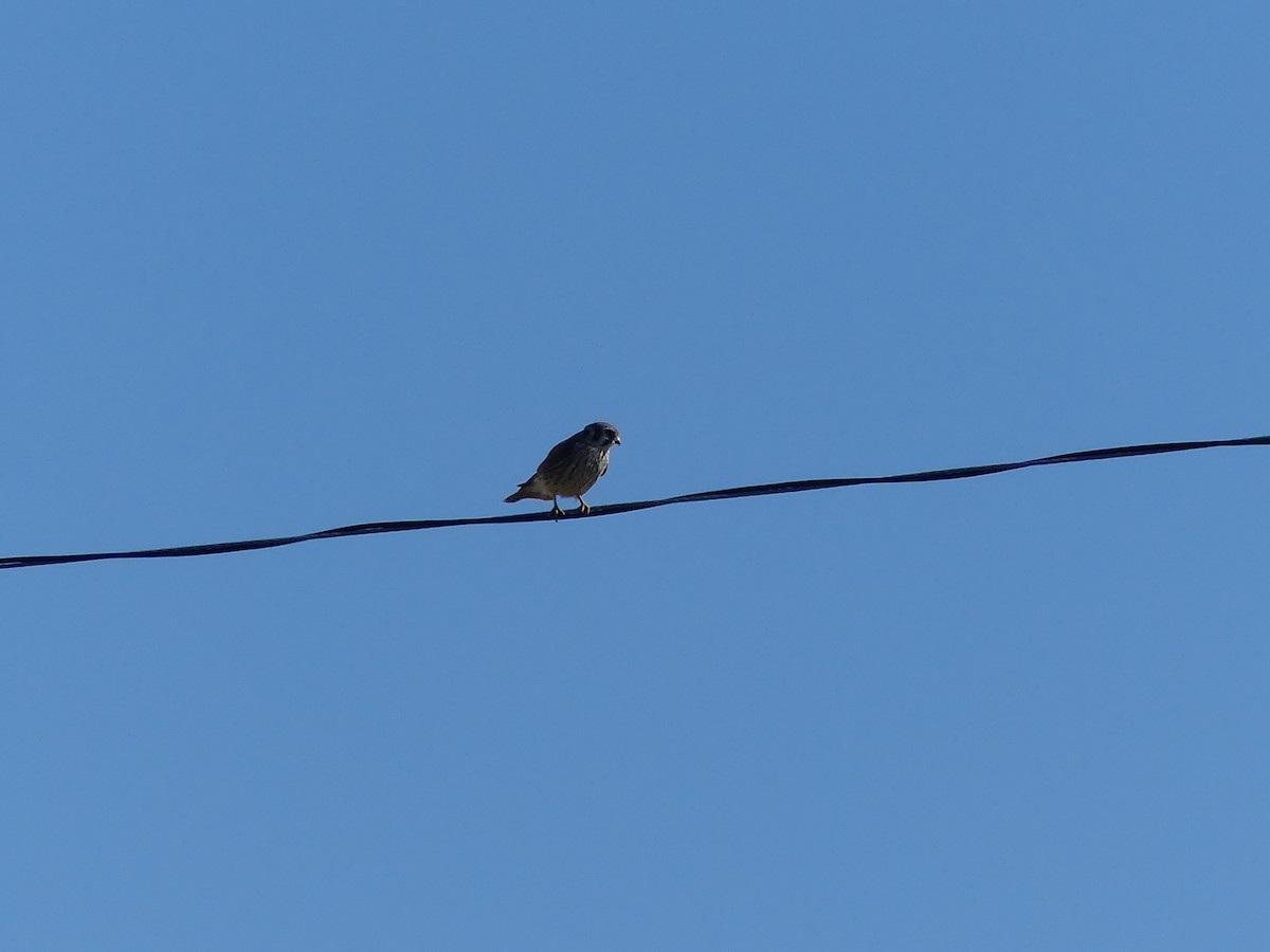 American Kestrel - ML642218214