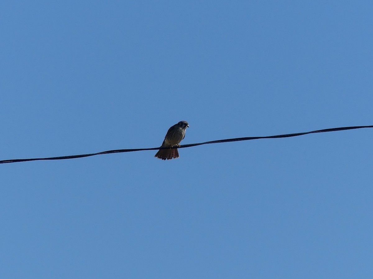 American Kestrel - ML642218215