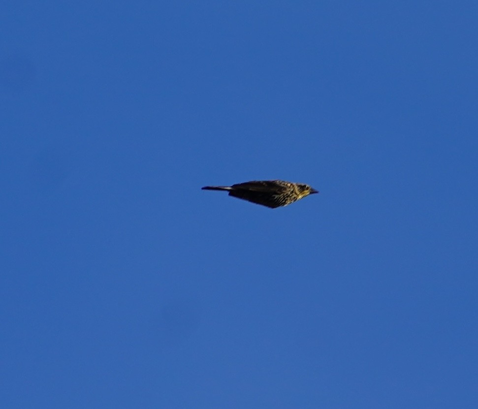Red-winged Blackbird - Louis Dentiste